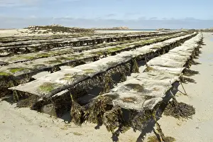 Fucales: Oysters farms (Magallana gigas) with bladder wrack