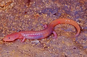 Methods: Ozark Blind Cave Salamander