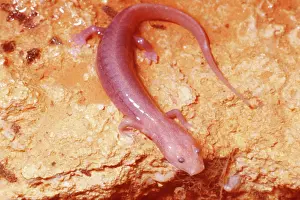 Blind: Ozark blind cave salamander