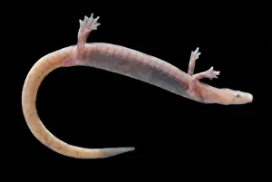 Blind: Ozark Blind Cave Salamander
