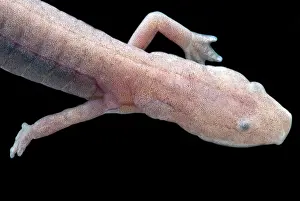 Blind: Ozark Blind Cave Salamander