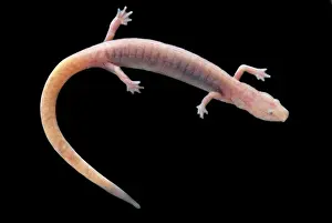 Blind: Ozark Blind Cave Salamander