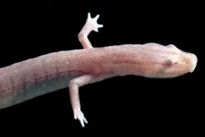 Blind: Ozark Blind Cave Salamander