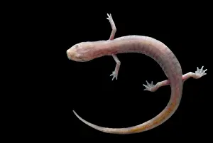 Blind: Ozark Blind Cave Salamander