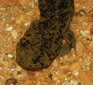 Cryptobranchus: Ozark Hellbender (Cryptobranchus bishopi)