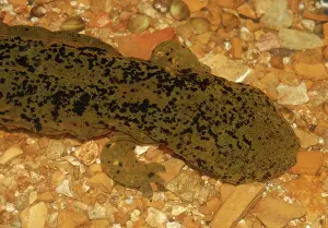 Cryptobranchus: Ozark Hellbender (Cryptobranchus bishopi)
