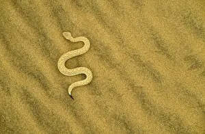 Curves: PA ringuey's Adder / Sidewinding Adder - moves