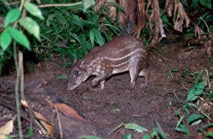 Hans D Dossenbach: PACA / Spotted Cavy