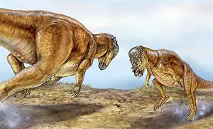 Illustrated: Pachycephalosaurus competition