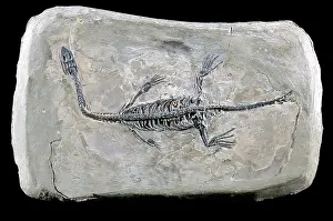 Paleozoology: Pachypleurosaur Fossil