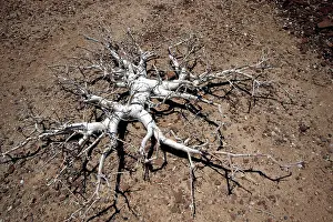 Pachypodium: Pachypodium