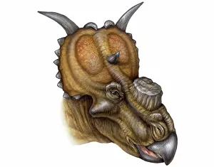 Reconstructions: Pachyrhinosaurus