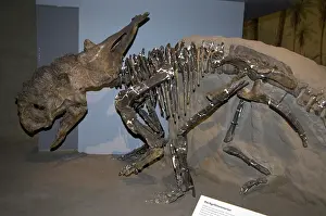 Ceratopsia: Pachyrhinosaurus Dinosaur