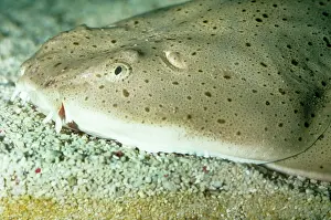 Angelshark: Pacific Angelshark