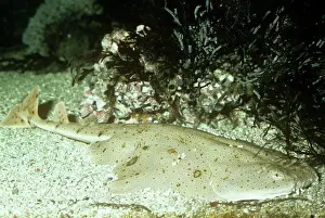 Angelshark: PACIFIC Angelshark