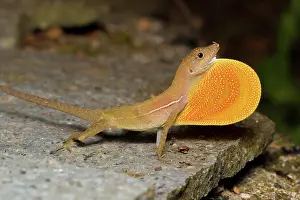 Norops: Pacific Anole