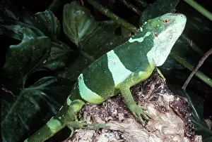 Vanuatu: Pacific Banded Iguana