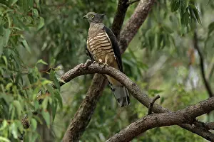 Baza: Pacific Baza