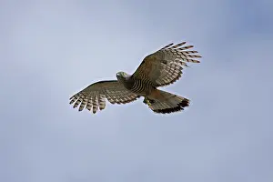 Baza: Pacific Baza