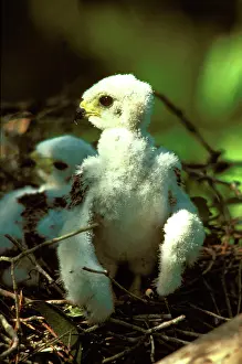 Aviceda: Pacific baza chick at nest