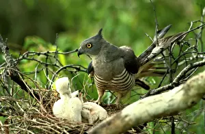Aviceda: Pacific baza at nest with chicks