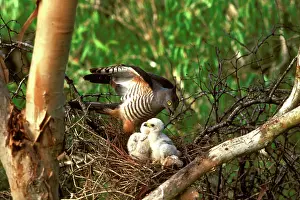Aviceda: Pacific baza at nest with chicks
