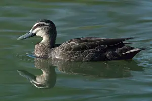 Superciliosa: Pacific Black Duck