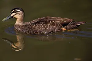 Superciliosa: Pacific Black Duck