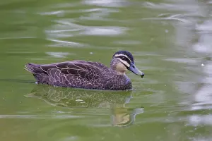 Waterbirds: Pacific Black Duck