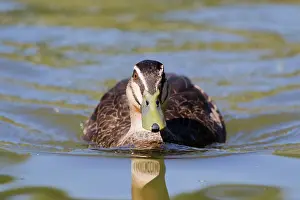 Waterbirds: Pacific Black Duck