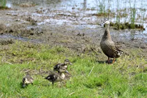 Anatinae: Pacific Black Duck (Anas superciliosa) duck and
