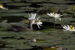 Bites: Pacific Black Duck - This bird was taking bites