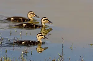 Superciliosa: Pacific Black Duck ducklings