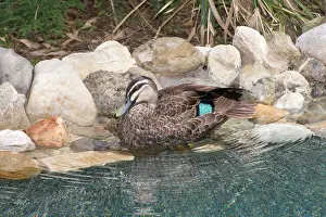 Eric Lindgren: Pacific Black Duck - preening after bathing in