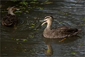 090818: Pacific Black Duck - Quacking - on Davies Creek