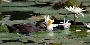 Botanic: Pacific Black Duck - Swimming among waterliles -
