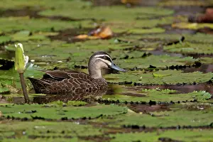 Waterlilies: Pacific Black Duck - amongst waterlilies