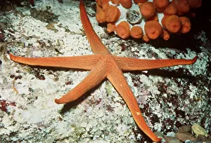 Echinoderms: PACIFIC BLOOD STAR - ON ROCKS
