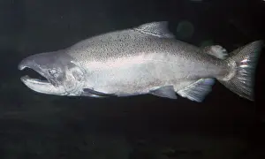 Anadromous: Pacific (Chinook) Salmon, adult male. Anadromous