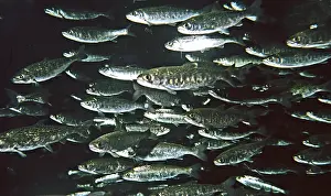 Spawning: Pacific (Chinook) Salmon, anadromous, migrates to
