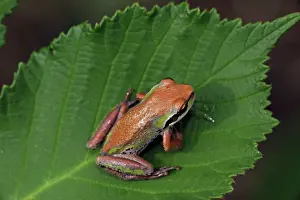 Chorus: Pacific Chorus Frog