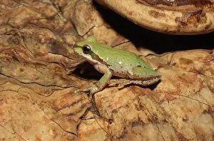 Chorus: Pacific Chorus Frog
