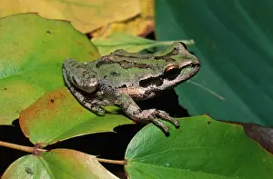 Chorus: Pacific Chorus Frog