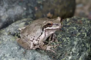 Yosemite: Pacific Chorus Frog