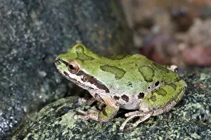 Chorus: Pacific Chorus Frog