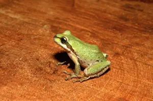 Lifecycle: Pacific Chorus Frog