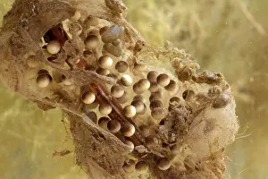 Lifecycle: Pacific Chorus Frog Eggs