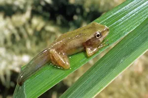 Lifecycle: Pacific Chorus Frog Froglet