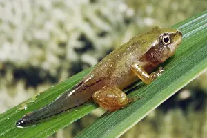 Lifecycle: Pacific Chorus Frog Froglet
