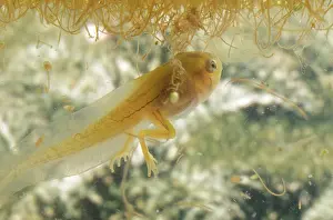 Lifecycle: Pacific Chorus Frog Tadpole